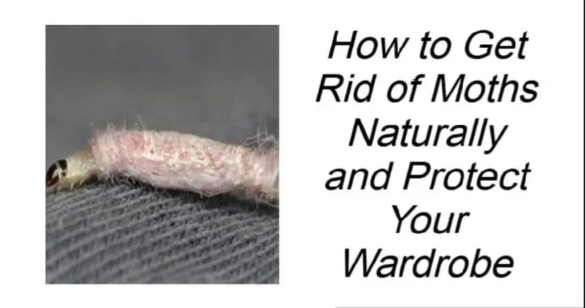 How to Get Rid of Moths Naturally