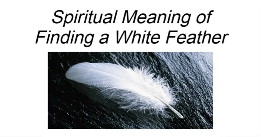 Hidden Message Behind Finding a White Feather