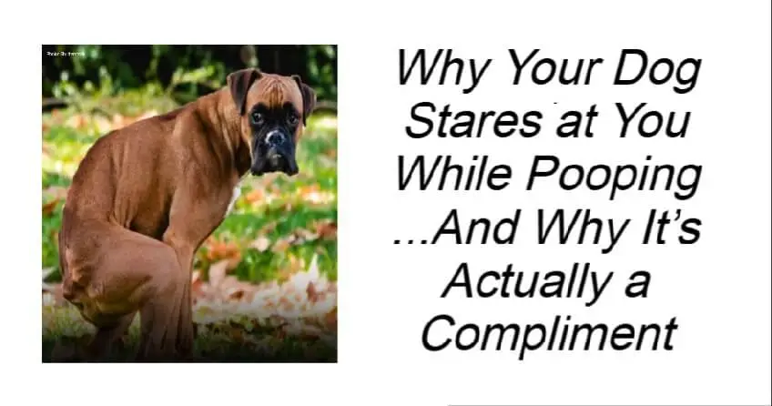 Why Your Dog Stares at You While Pooping