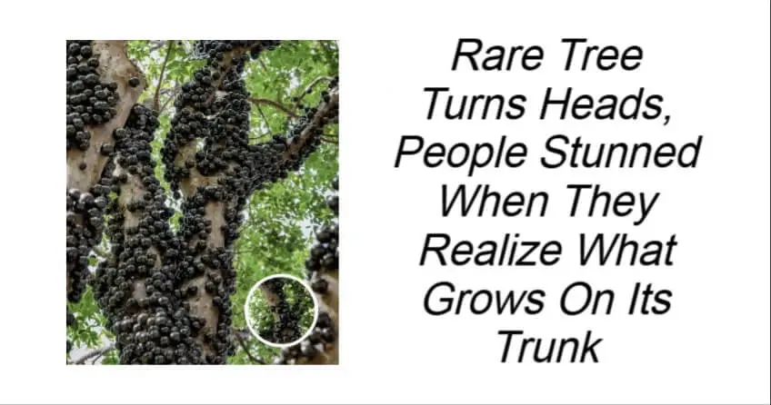 Rare Tree Turns Heads