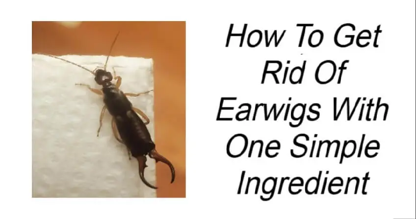 How To Get Rid Of Earwigs
