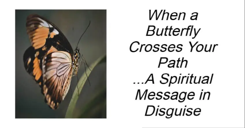 When a Butterfly Crosses Your Path