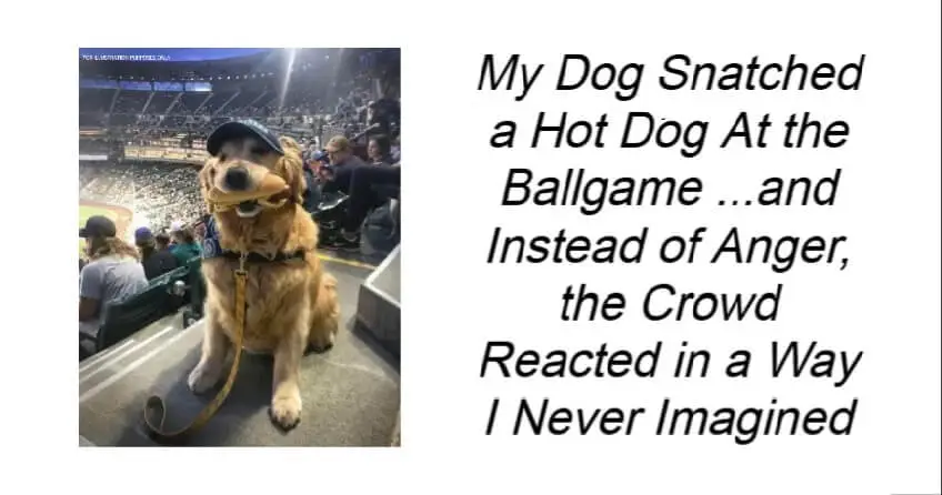 My Dog Snatched a Hot Dog