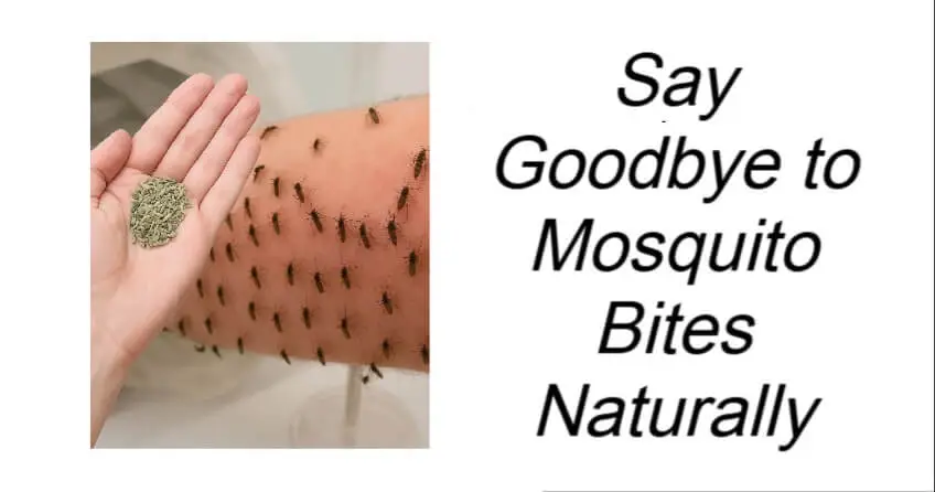 Say Goodbye to Mosquito Bites Naturally