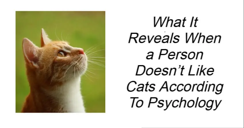 What It Reveals When a Person Doesn’t Like Cats