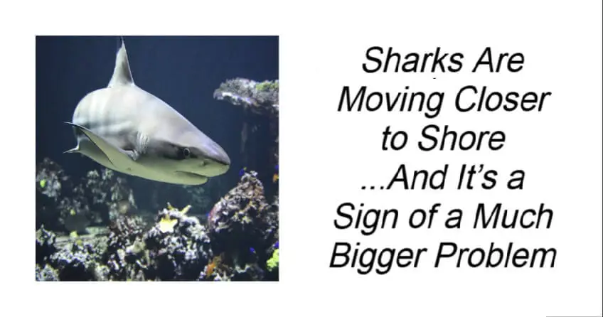 Sharks Are Moving Closer to Shore