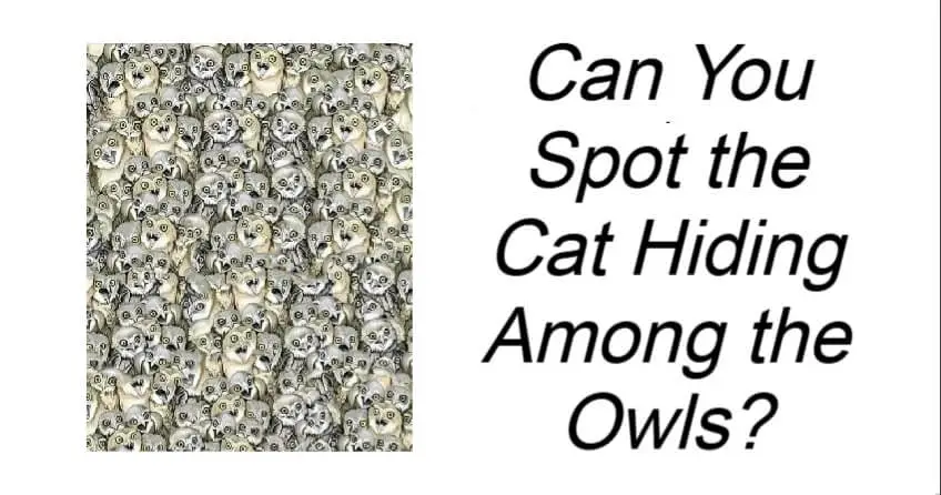 Can You Spot the Cat Hiding Among the Owls