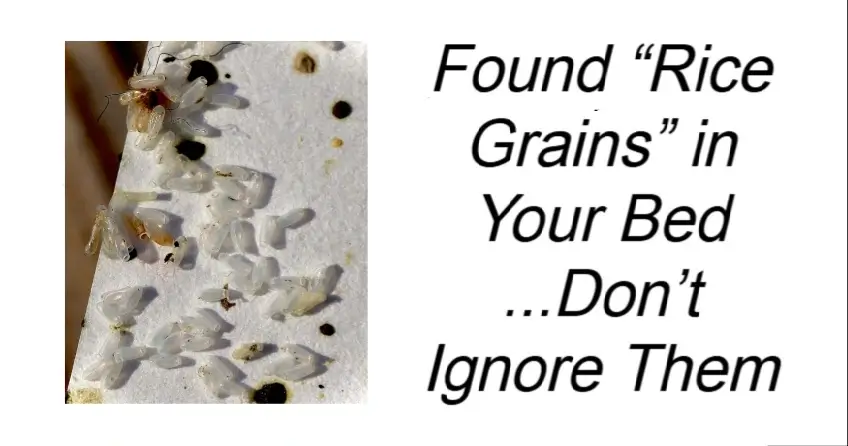 Found “Rice Grains” in Your Bed