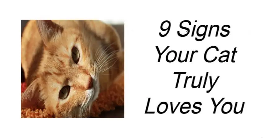9 Signs Your Cat Truly Loves You