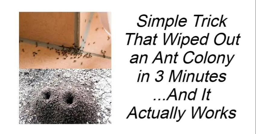 Simple Trick That Wiped Out an Ant Colony in 3 Minutes