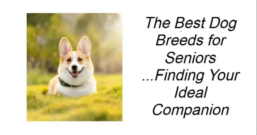 The Best Dog Breeds for Seniors