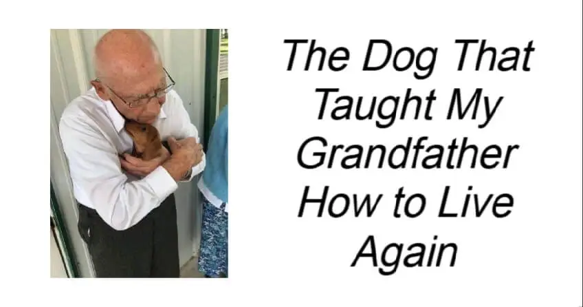 The Dog That Taught My Grandfather How to Live Again