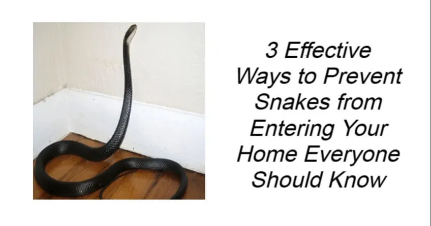 3 Effective Ways to Prevent Snakes from Entering Your Home
