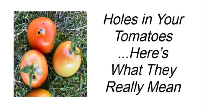 Holes in Your Tomatoes