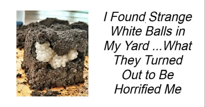 I Found Strange White Balls in My Yard