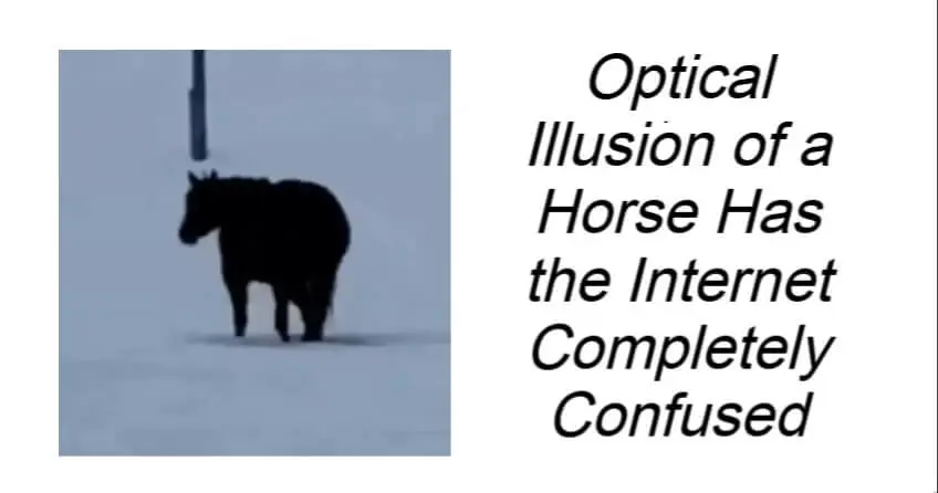 Optical Illusion of a Horse