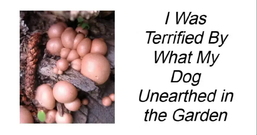 I Was Terrified By What My Dog Unearthed in the Garden