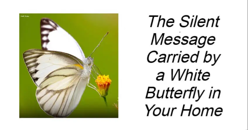 The Silent Message Carried by a White Butterfly