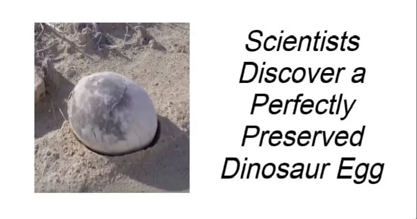 Scientists Discover a Perfectly Preserved Dinosaur Egg