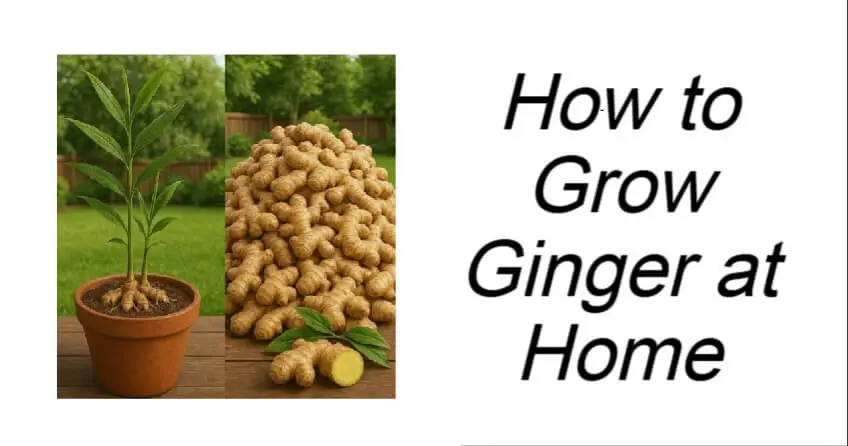 How to Grow Ginger at Home