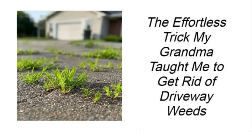 Get Rid of Driveway Weeds