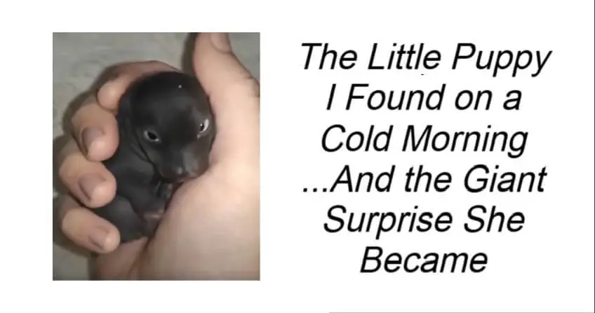 The Little Puppy I Found on a Cold Morning