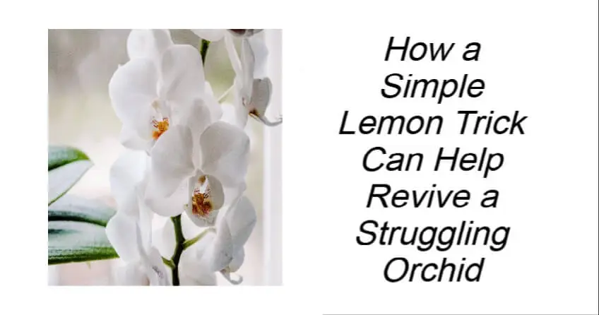How a Simple Lemon Trick Can Help Revive a Struggling Orchid