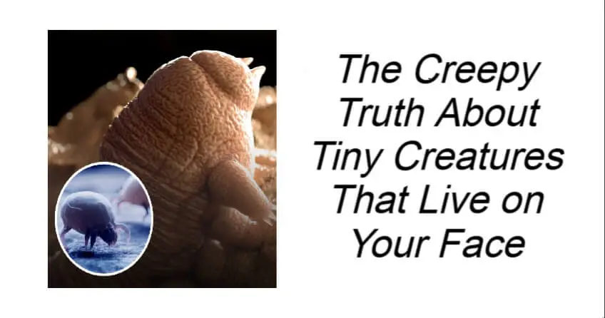 Tiny Creatures That Live on Your Face