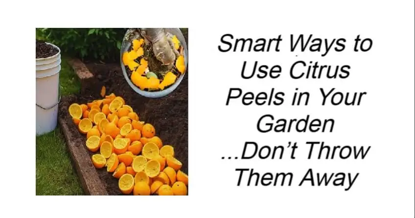 Smart Ways to Use Citrus Peels in Your Garden