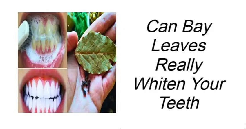 Can Bay Leaves Really Whiten Your Teeth