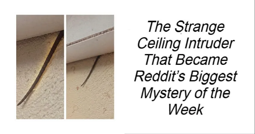The Strange Ceiling Intruder
