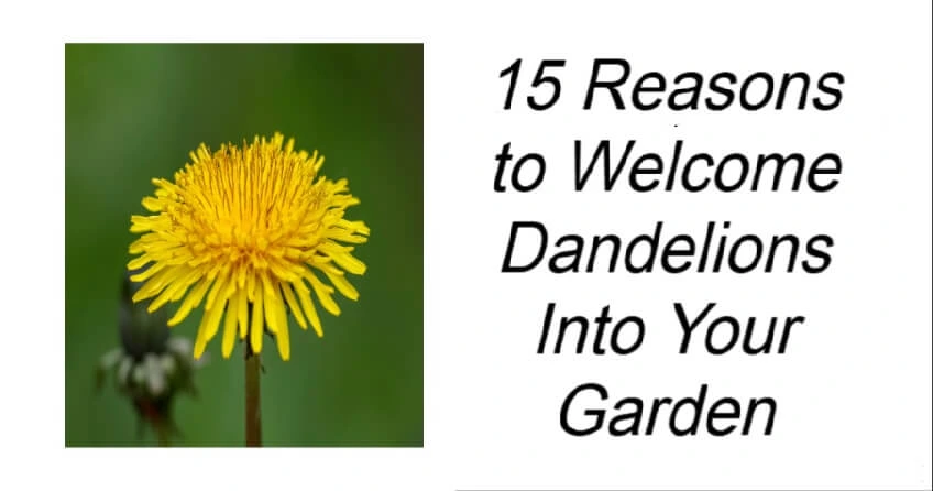 15 Reasons to Welcome Dandelions Into Your Garden