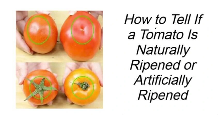 How to Tell If a Tomato Is Naturally Ripened