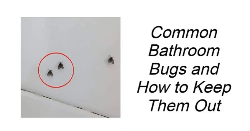 Common Bathroom Bugs and How to Keep Them Out