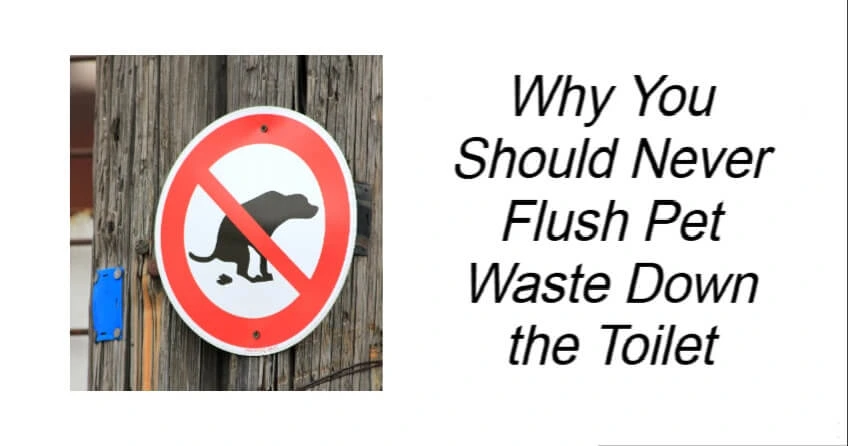 Why You Should Never Flush Pet Waste Down the Toilet