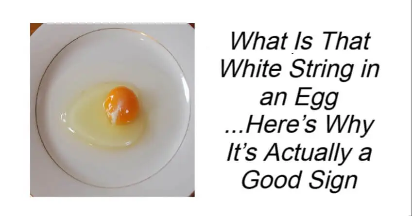 What Is That White String in an Egg