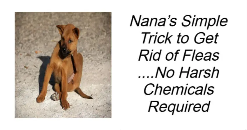Nana’s Simple Trick to Get Rid of Fleas