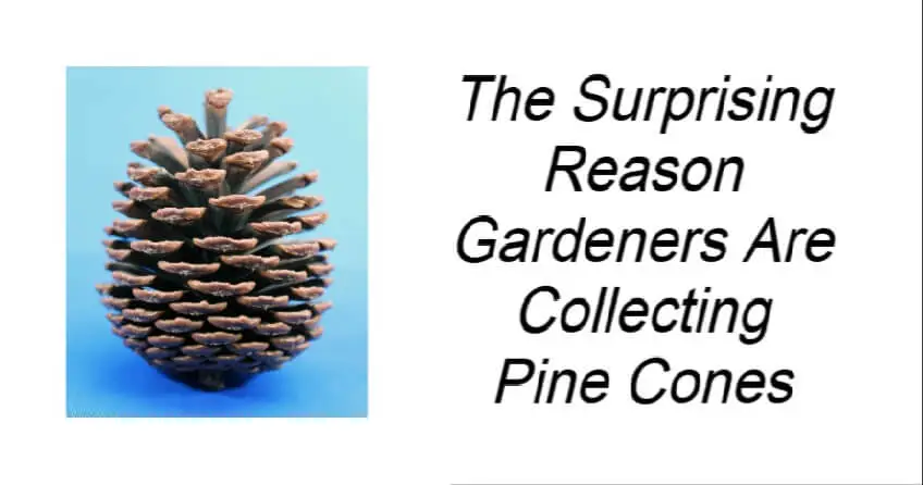 The Surprising Reason Gardeners Are Collecting Pine Cones