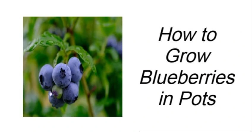 How to Grow Blueberries in Pots