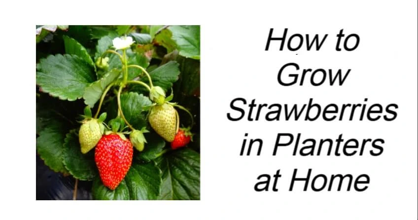 How to Grow Strawberries in Planters at Home