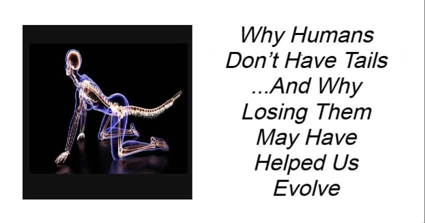 Why Humans Don’t Have Tails