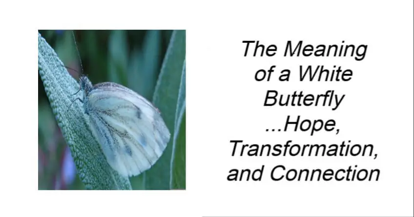 The Meaning of a White Butterfly