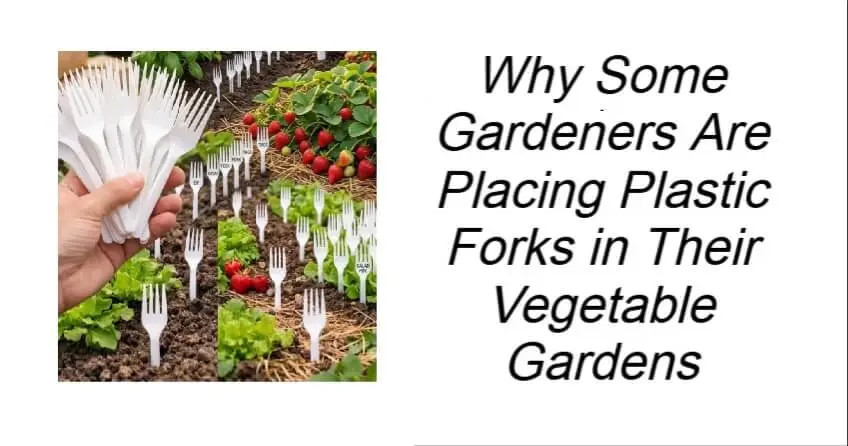 Gardeners Are Placing Plastic Forks in Their Vegetable Gardens