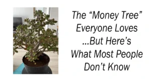 The “Money Tree” Everyone Loves