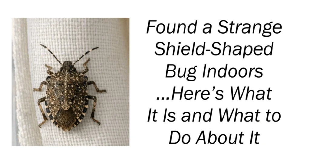Found a Strange Shield-Shaped Bug Indoors
