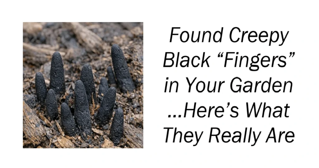 Found Creepy Black “Fingers” in Your Garden