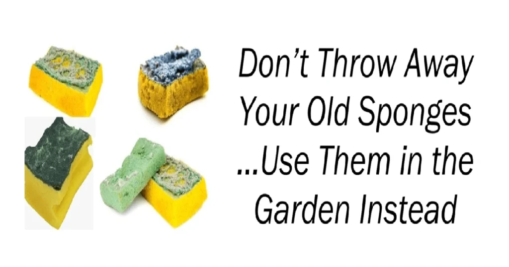 Don’t Throw Away Your Old Sponges