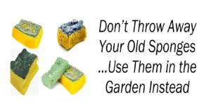 Don’t Throw Away Your Old Sponges