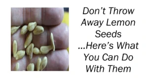 Don’t Throw Away Lemon Seeds