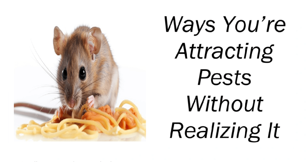 Ways You’re Attracting Pests Without Realizing It
